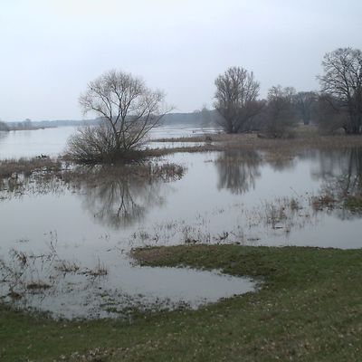 Die Oder bei Hochwasser.