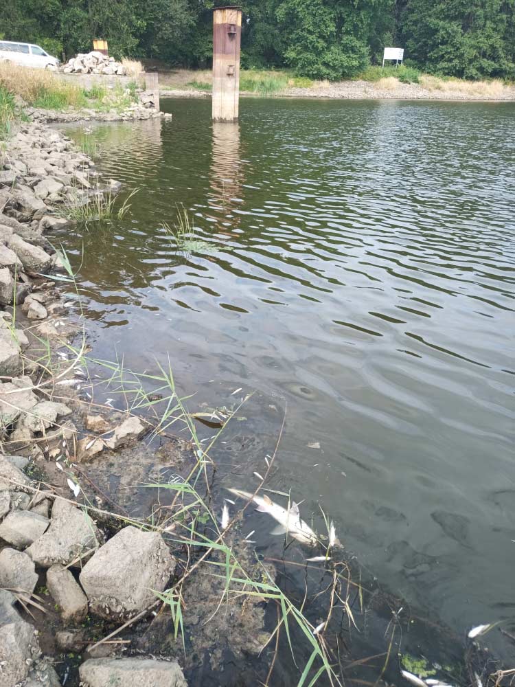 Aktuell werden an den Ufern der Oder zahlreiche tote Fische angeschwemmt.