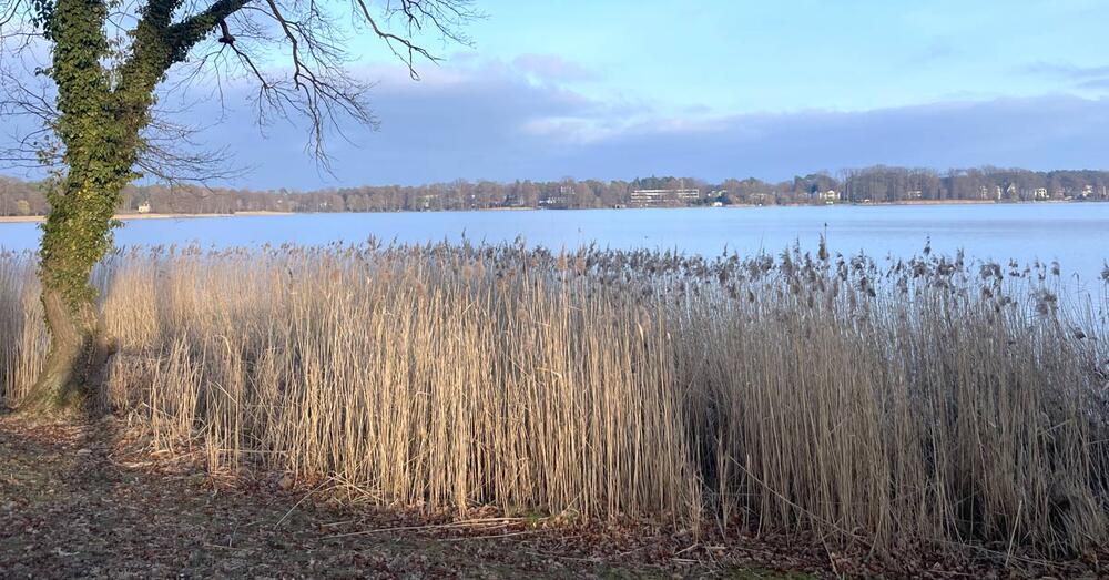 R&ouml;hricht in der Uferregion eines Gew&auml;ssers