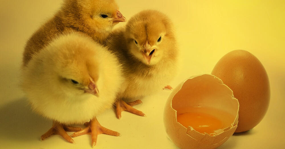 Drei K&uuml;cken neben zwei aufgeschlagenen Eierschalen.