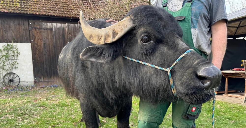 Sole, das &auml;lteste Rind im Landkreis Oder-Spree vom Biohof Busch im Storkower Ortsteil G&ouml;rsdorf