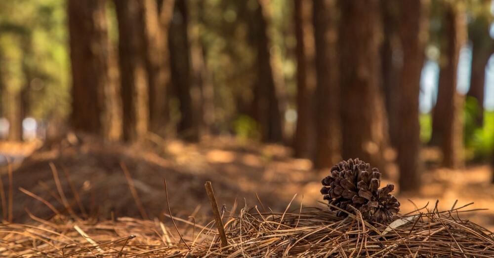 Nahaufnahme einer Kiefer auf dem Waldboden