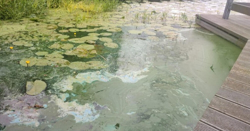 Blaualgen im Beeskower Spreepark