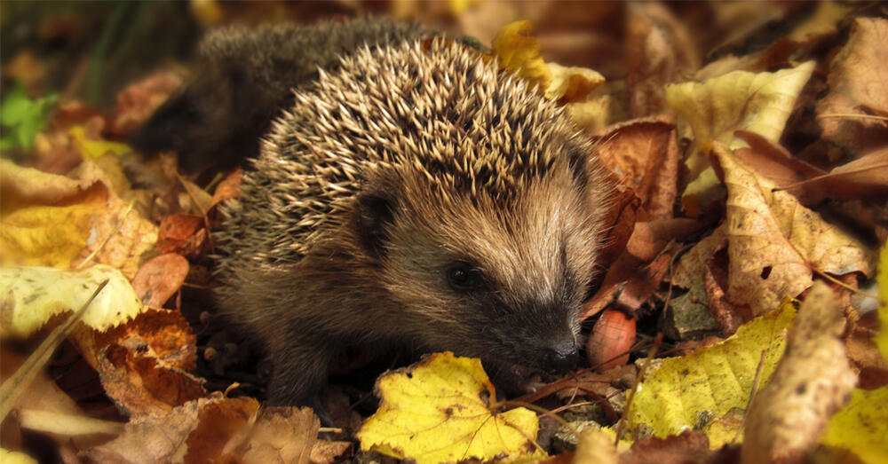 Igel im herbstlichen Laub.