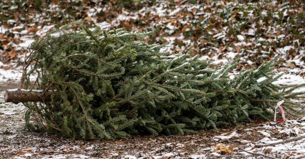 Abgeschm&uuml;ckter Weihnachtsbaum liegt auf dem Boden.